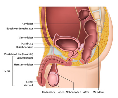 Wo liegt die Prostata? Fotolia_61775858_XS